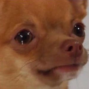 Meet your Posher, Kami